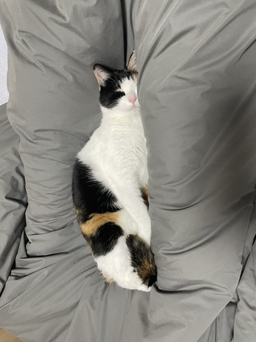 足の間で寝るナツちゃん