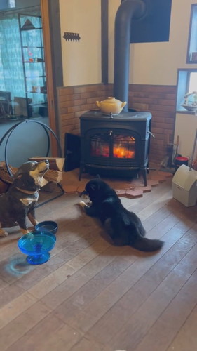 ストーブ前から離れない月くん