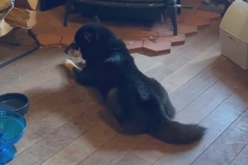 ストーブ前から離れない月くん