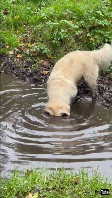 泥水に顔を突っ込む犬