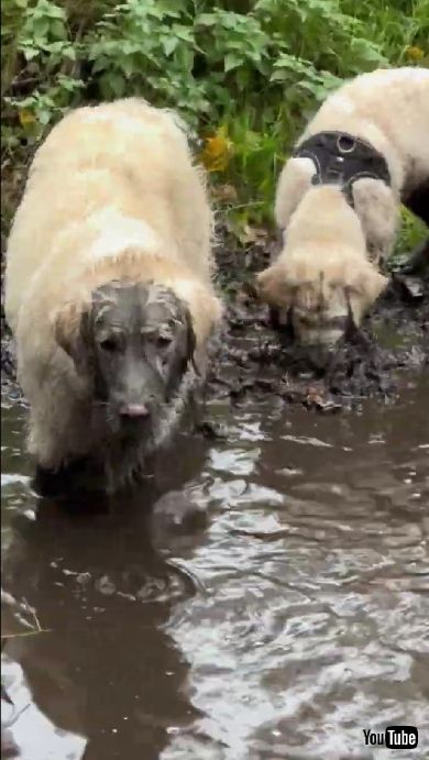 泥水から顔を上げた犬