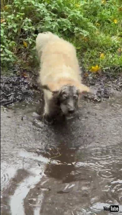 体を震わせて水を飛ばす