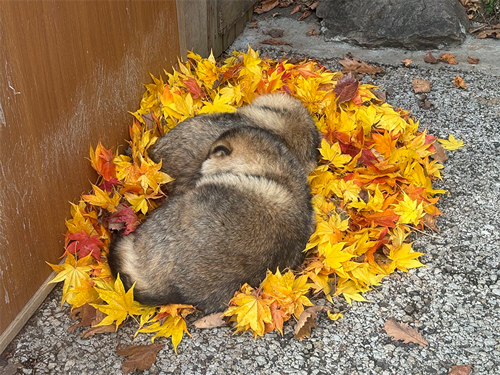 スヤスヤと寝るたぬき