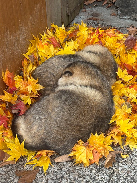 スヤスヤと寝るたぬき