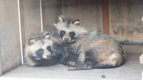 まるちゃんとぽこちゃん