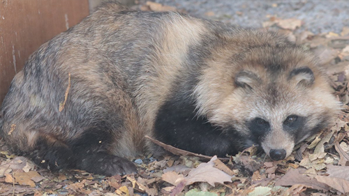 落ち葉のベッドにご満悦