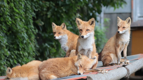 牧場のきつねたち