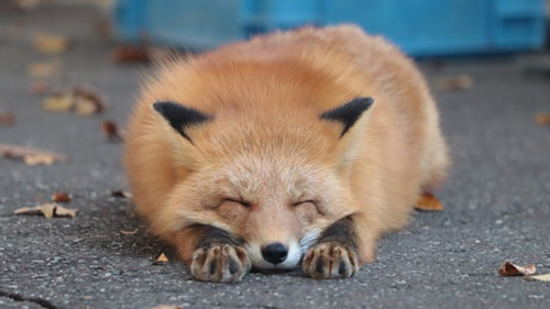 スタッフさん大好き