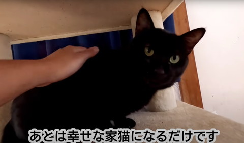 あとは幸せな家猫になるだけテロップ