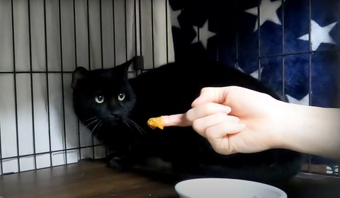 ちゅ〜るさしだされる猫