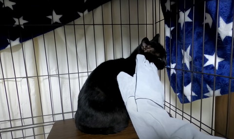 皮手袋で猫なでる