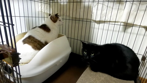 トイレにいる猫と黒猫