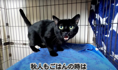 秋人もごはんの時はテロップ