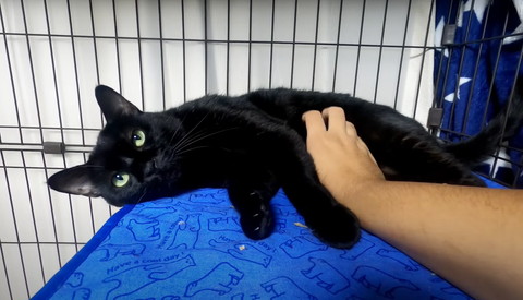 お腹なでられる猫