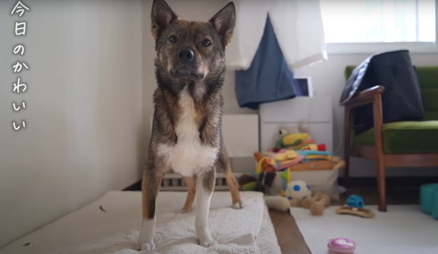 今日のかわいいテロップ