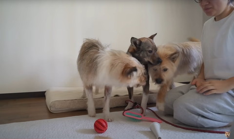 3匹のワンコ