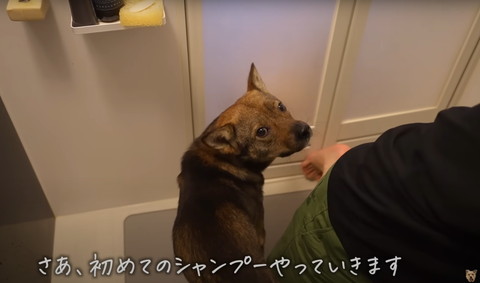 初めてのシャンプーテロップ