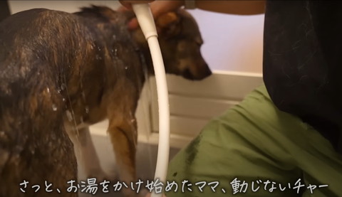 さっとお湯をかけ始めたままテロップ