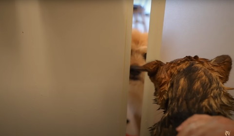 ドアをのぞくワンコ