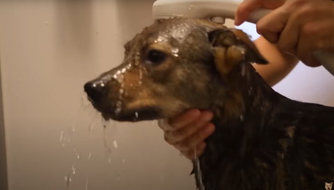 顏を洗うワンコテロップ