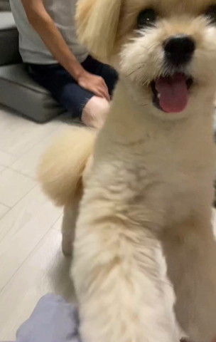 右側に見切れてるワンコ