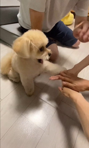 前足を手に乗せるワンコ