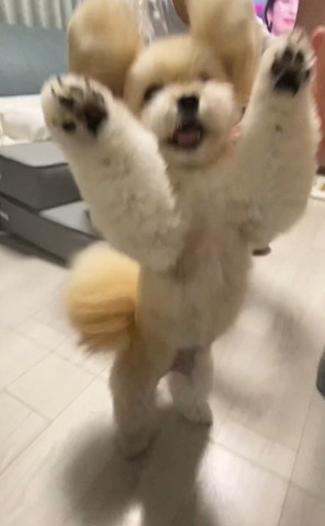 耳が羽ばたいてるワンコ