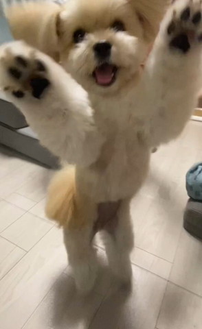 肉球見せてるワンコ