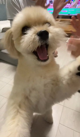 口あけて笑顔ワンコアップ