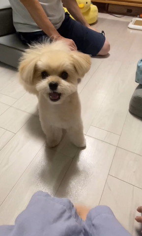 カメラ目線ワンコ