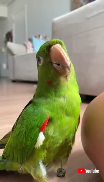 義足を付けた鳥