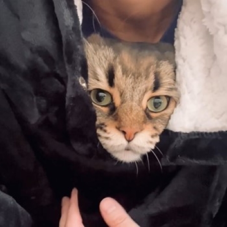 猫をなでる飼い主