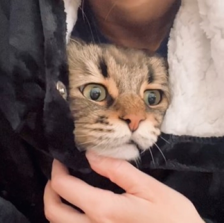 気持ちよさそうな猫