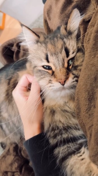 猫をなでる飼い主