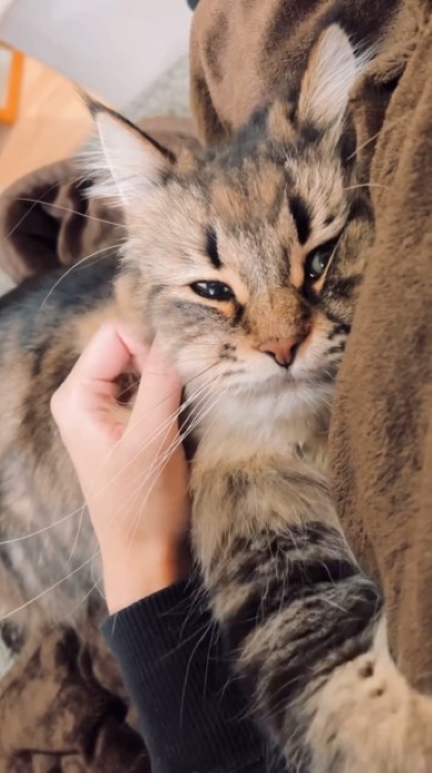 飼い主をフミフミする猫