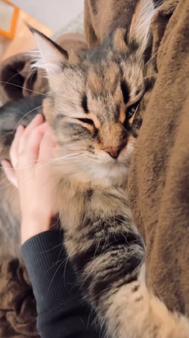 なでなでとフミフミを繰り返す飼い主と猫