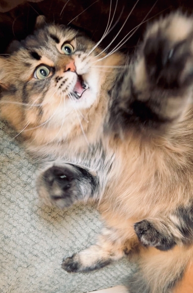 パンチをする猫