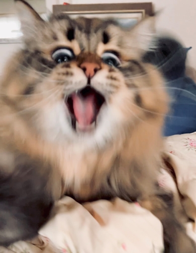 ねこじゃらしで遊ぶ猫