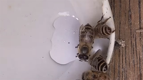 液糖が減り始めた瓶のフタ