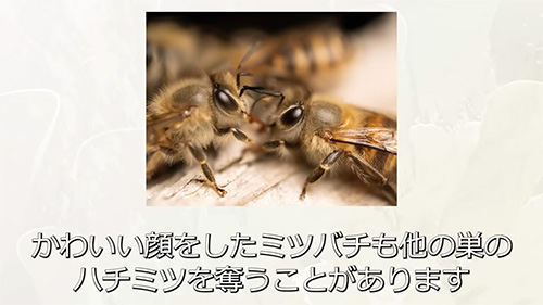 かわいい顔をした