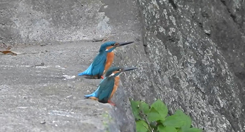 カワセミ動画冒頭