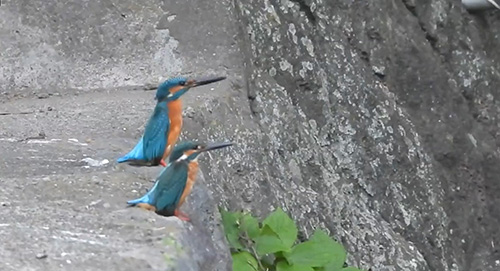 奥の個体が背伸び