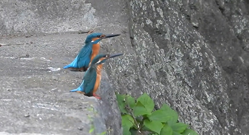 手前の個体が背伸び