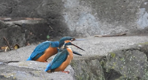 口を開けるカワセミ