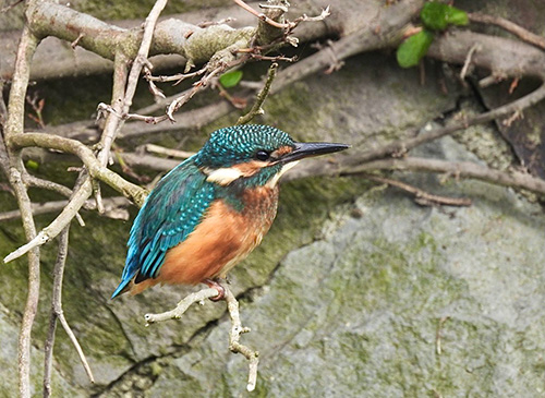 カワセミの幼鳥