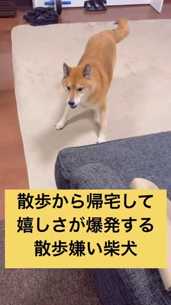 散歩嫌いの柴犬が帰宅後喜び大爆発