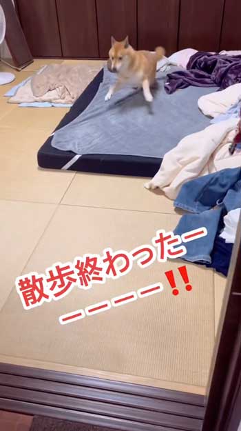 散歩嫌いの柴犬が帰宅後喜び大爆発