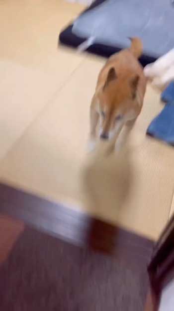 散歩嫌いの柴犬が帰宅後喜び大爆発