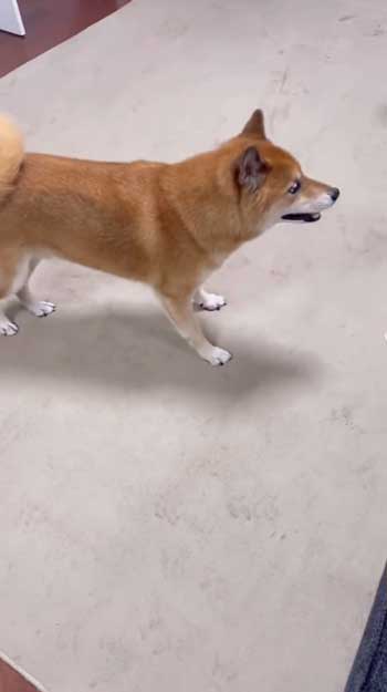 散歩嫌いの柴犬が帰宅後喜び大爆発