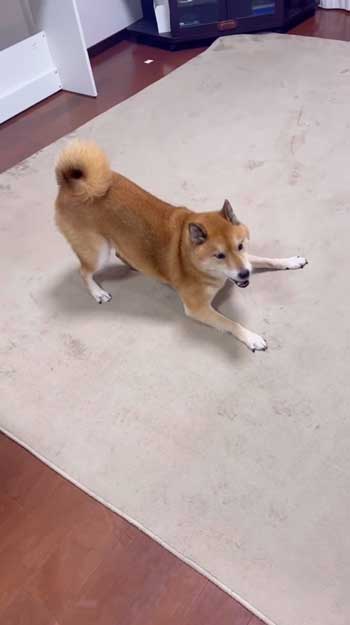 散歩嫌いの柴犬が帰宅後喜び大爆発